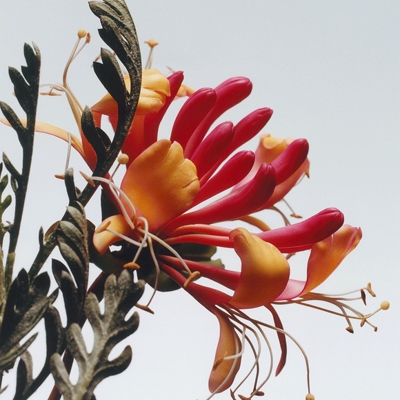 NEW Jo Malone Honeysuckle & Davana 30ml/1oz - Picture 2 of 5